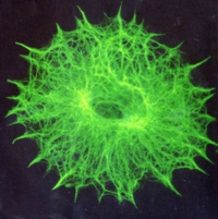 astrocyte.jpg